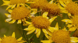 Arnica and Its Under-Eye Benefits