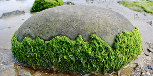 algae on a rock