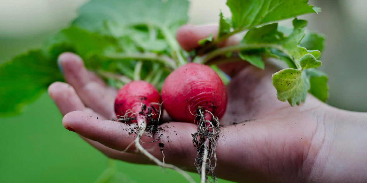 radishes