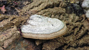 chaga mushrooms
