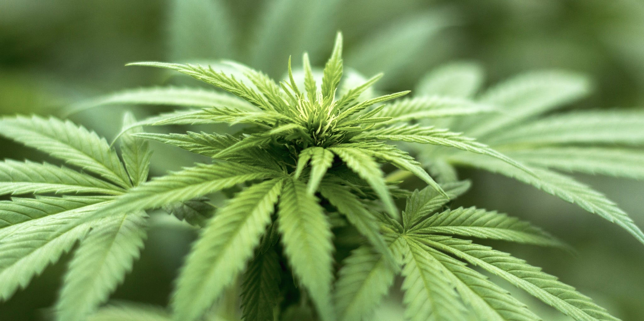 image of Marijuana plant