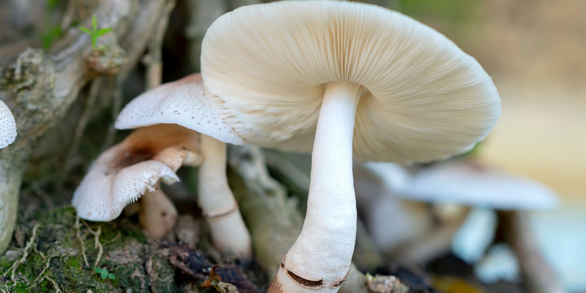 Image of mushrooms
