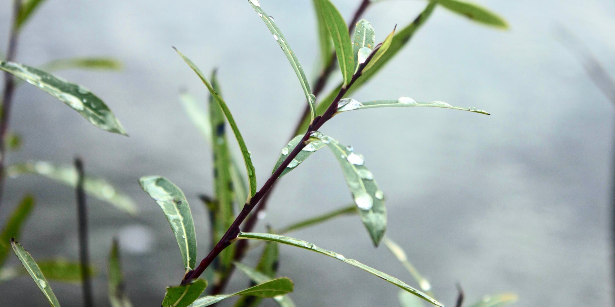 What Is A White Willow Tree - Learn About White Willow Cultivation