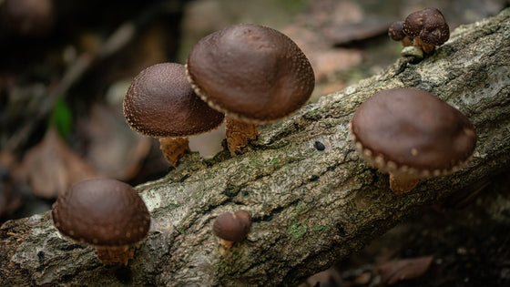 shiitake mushroom